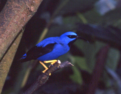 Cyanerpes caeruleus