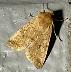 Xylenini