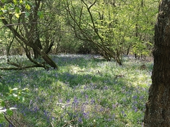 Hyacinthoides non-scripta