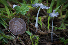 Coprinopsis friesii