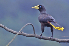 Psarocolius decumanus