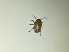 Cryptocephalus umbonatus