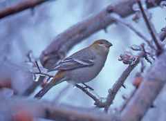 Pinicola enucleator