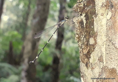Protosticta gravelyi