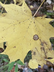 Acericecis ocellaris