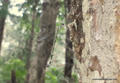 Protosticta gravelyi