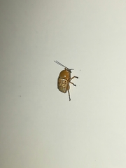 Cryptocephalus umbonatus