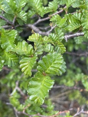 Nothofagus pumilio