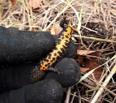 Triturus cristatus