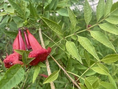 Tecomeae
