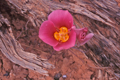 Calochortus nuttallii