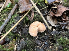 Rhodocybe gemina
