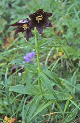 Fritillaria camschatcensis