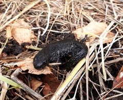 Triturus cristatus