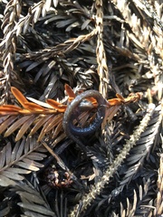 Batrachoseps attenuatus
