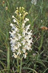 Platanthera blephariglottis