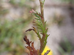 Cotula pruinosa
