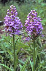 Platanthera grandiflora