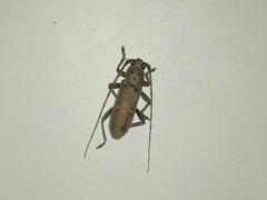 Eburia mutica