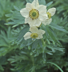 Anemonastrum sibiricum