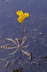 Utricularia inflata