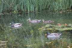 Anas platyrhynchos platyrhynchos