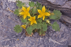 Eucnide bartonioides