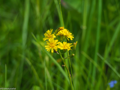 Crepis praemorsa
