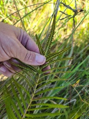 Cyclosorus interruptus