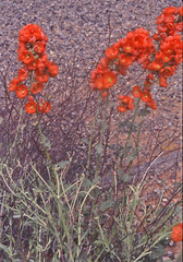 Sphaeralcea parvifolia