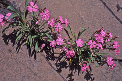 Silene caroliniana