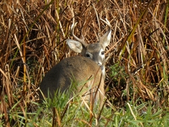 Odocoileus virginianus leucurus