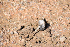 Montagnea arenaria