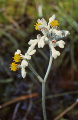 Lophiola aurea