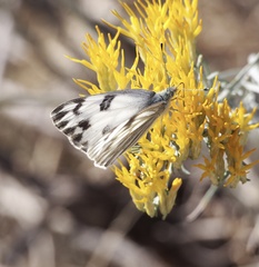 Pontia occidentalis