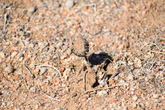 Montagnea arenaria