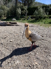 Theristicus melanopis