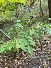 Wisteria sinensis