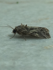 Spodoptera litura