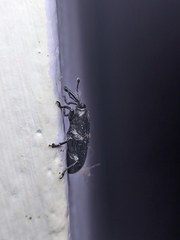 Odoiporus longicollis