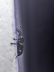 Odoiporus longicollis