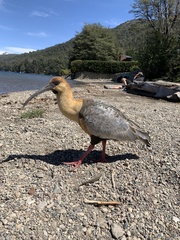 Theristicus melanopis