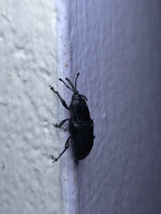 Odoiporus longicollis