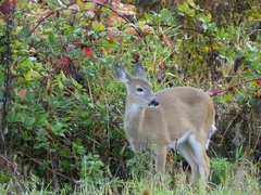 Odocoileus virginianus leucurus