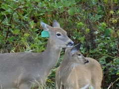 Odocoileus virginianus leucurus