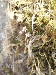 Saxifragales