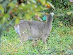Odocoileus virginianus leucurus