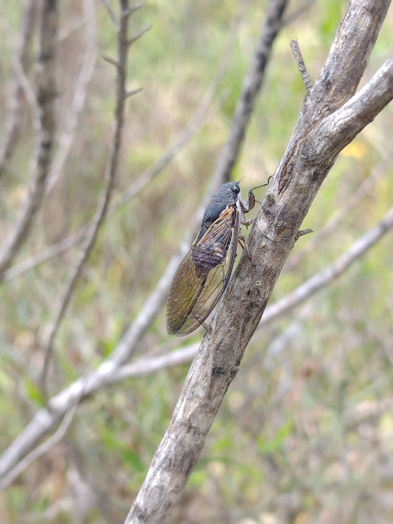 Tympanoterpes merganota