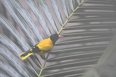 Oriolus xanthornus