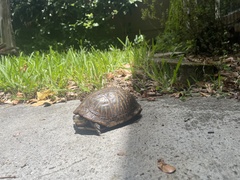 Terrapene carolina bauri